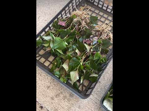 芳香植物-料理-メリッサ-アイデア-文化