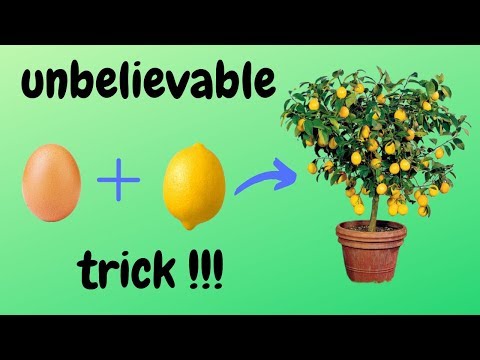 , title : '☑️ φύτεμα λεμονιάς - lemon planting - how to - 🍋 - unbelievable trick 🌳'