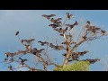 Vultures Roost with Monsoon of Perfume