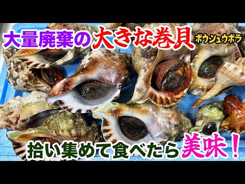 大量廃棄の大きな巻貝、拾い集めて食べたら美味！