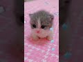 cute kitten is shaking 🐱😢