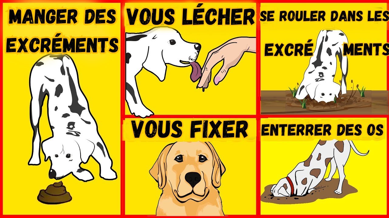 Ces 10 comportements étranges que vous ne comprenez PAS chez votre chien
