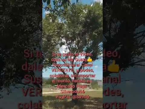 La siesta, en un Barrio de Bialet Massé -Cordoba- República Argentina