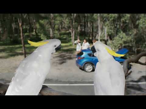 You with RACQ? Roadside Assistance  - Cockatoos