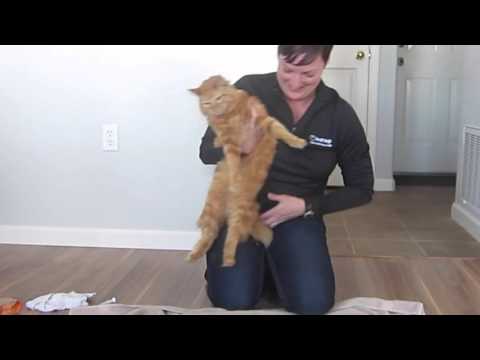 How To Give Liquid Medication To A Cat (The Not-so-nice Cat Version)