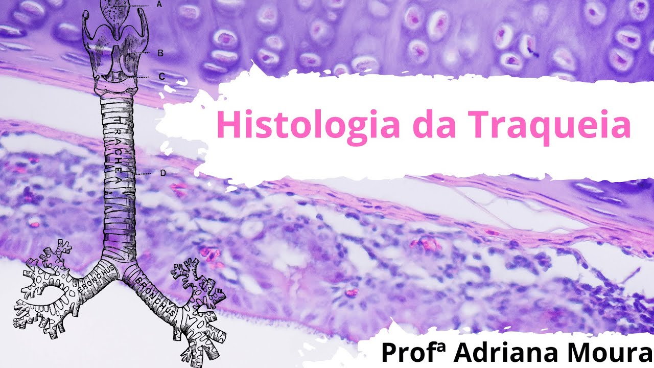 Histologia da Traqueia: Camadas e Estruturas