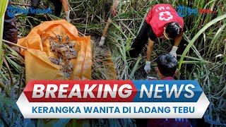 BREAKING NEWS: Kerangka Wanita Berserakan di Ladang Tebu Bantul Diduga Tewas 3 Bulan Lalu