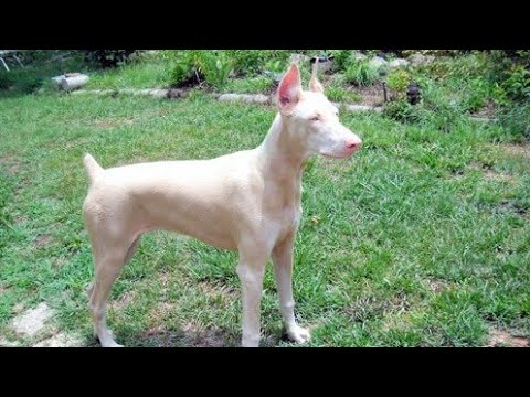 Perros Albinos Caracteristicas de los Perros Albinos