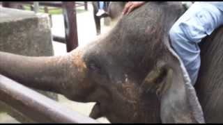 preview picture of video 'The Adventures of Jet Frichot: Bali, Elephant ride'