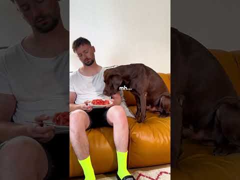 Wird mein HUND Sam Essen klauen? 😯