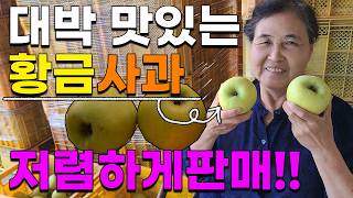 정말 맛있는 황금사과 추석선물용 판매합니다. 산지직송 저렴하게 판매 시나노골드 부사사과 홍로사과 사과판매