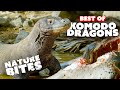 Komodo Dragons Up Close And Personal Best Moments Nature Bites