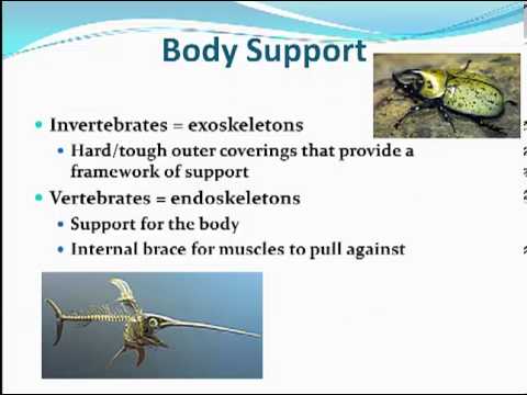 : Animal Characteristics - Biology LibreTexts : Animal Characteristics - Biology LibreTexts