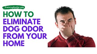 How to Eliminate Dog Odor From Your Home