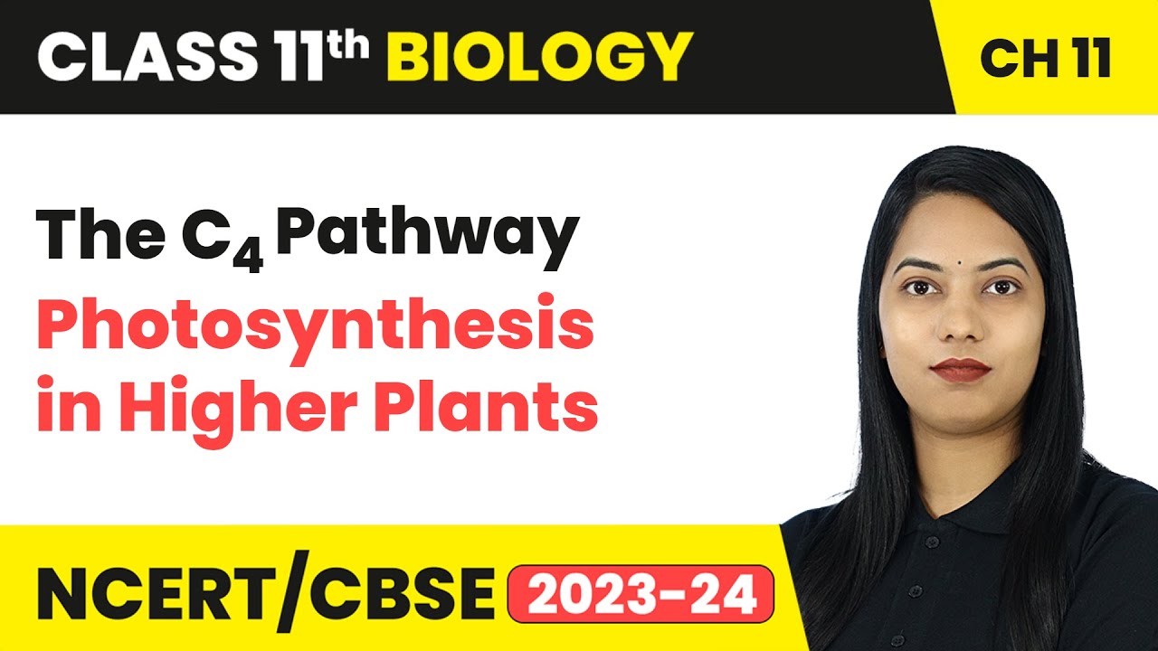 The C4 Pathway - Photosynthesis in Higher Plants | Class 11 Biology Chapter 11 | CBSE 2024-25