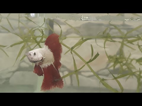 NIDO DE BURBUJAS, elementos de sujecion para REPRODUCIR PECES  BETTA