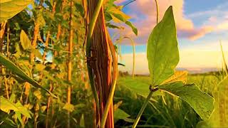 Download lagu selamat pagi Story wa mp3