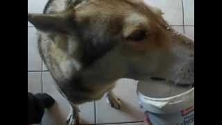 preview picture of video 'Saarlooswolfhund (NVSWH ) Shani beim Joghurteimerausschlabbern'
