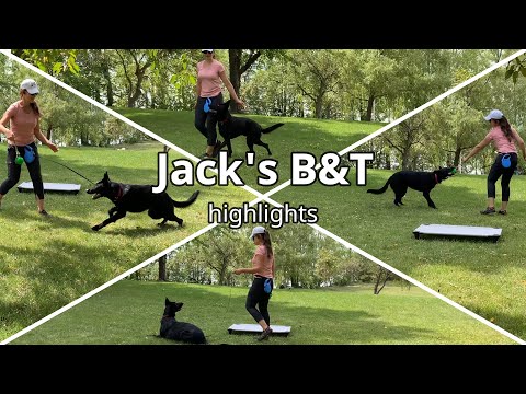 Laika Dog Training video.