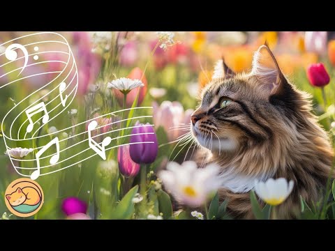 Soothing Sleep for Cats
