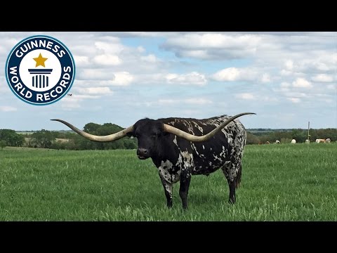 Largest horn spread on a steer - Guinness World Records