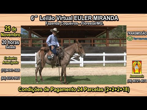 6° LEILÃO VIRTUAL EULER MIRANDA - FLORESTAL/MG.25 de NOVEMBRO de 2023 às 20 Horas - Canal TERRA VIVA