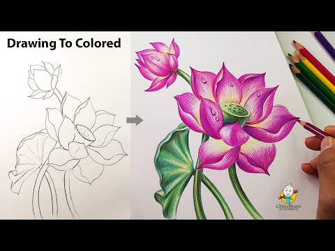 How to Draw & Color Lotus Flower Step by Step with Colored Pencil