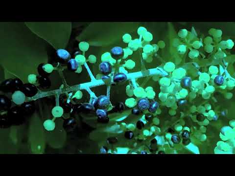 Beatamines, Johan Mila -  Arrive (Traum 243)