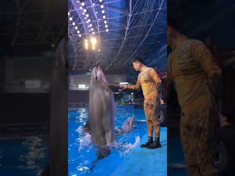 Masti de dauphins