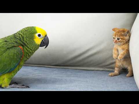 Parrot Reactions You’ve Never Seen Before ❤️🦜