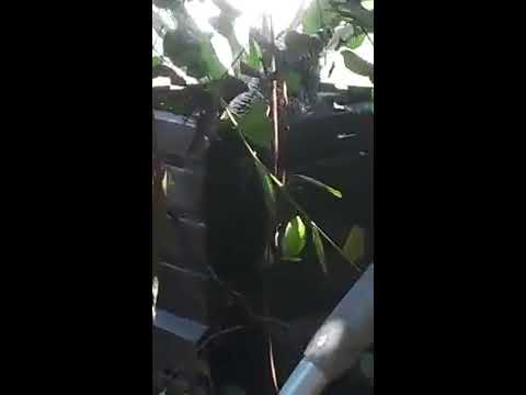 Falcon is laying her egg.😮🐓🐔