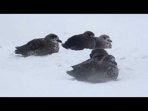 Skua Birds - Moment Insanely Bird Hunting