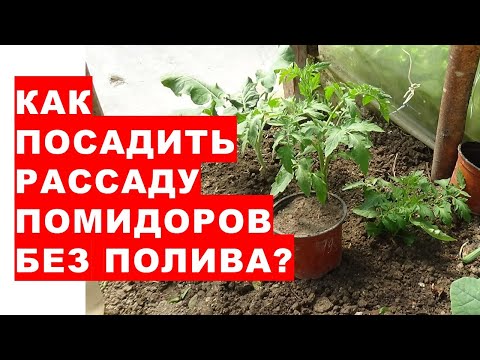 , title : 'Как правильно посадить рассаду помидоров без полива? Особенность посадки рассады без полива лунки'
