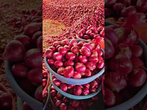 Red Onion video 6