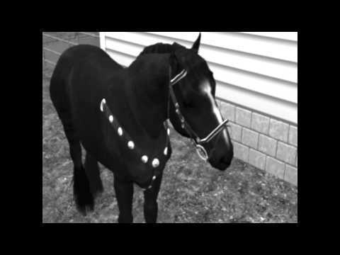 Nowe życie dla Saymon'a - zwiastun