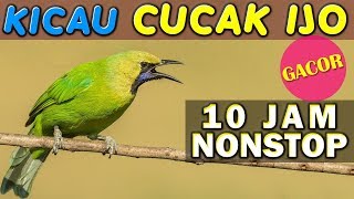 Download lagu 10 JAM NONSTOP - SUARA KICAU BURUNG CUCAK IJO GACOR mp3 Download lagu 10 JAM NONSTOP - SUARA KICAU BURUNG CUCAK IJO GACOR mp3