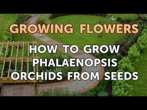 How to Grow Lantana From Saved Seeds