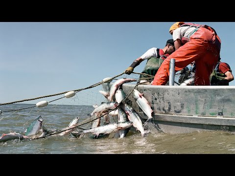 Awesome Longline Net Catching Salmon on The River - Fastest Net Fishing Catch Hundreds Tons Fish