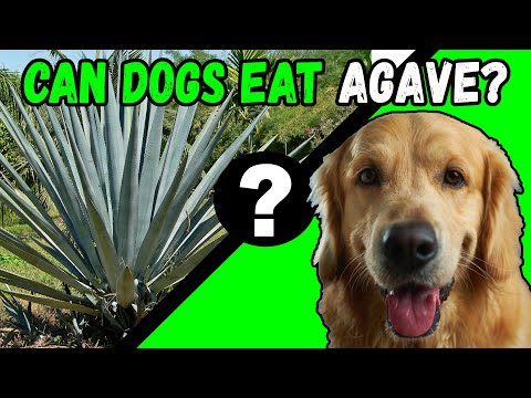 YouTube video about: Can dogs have agave syrup?