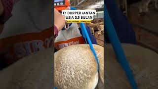Download lagu Jual domba f1 dorper jantan super #sobokandang #domba mp3