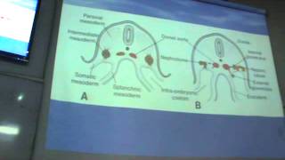 Dr.Sherif Embyology 14 (Development of urinary system 1)