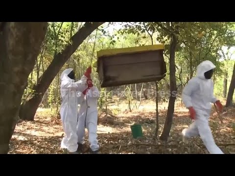 La apicultura ecológica impulsa la conservación de los bosques locales en Zambia