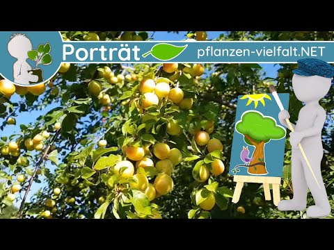 🌳🖼️ Portrait 07 - Cherry Plum (Prunus cerasifera) - Tree Profile (Edible)