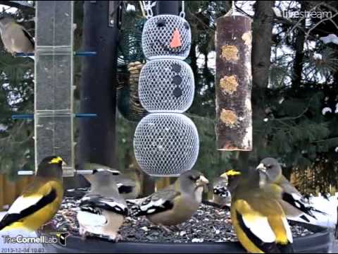 12042013_10:04 AM EST_Ontario FeederWatch Cam_Noisy Evening Grosbeak Party