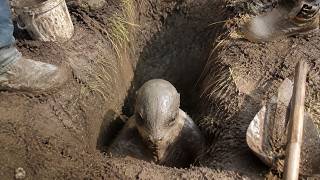 Strange Creatures Filmed Emerging From Underground
