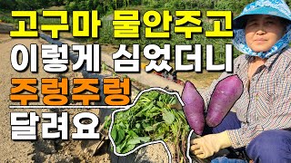 고구마 심을때 이렇게 해주면 말라죽지않고 주렁주렁 달립니다.