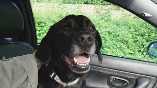 Snoopy, Operation Day (7), GoFundMe / Paypal.Me