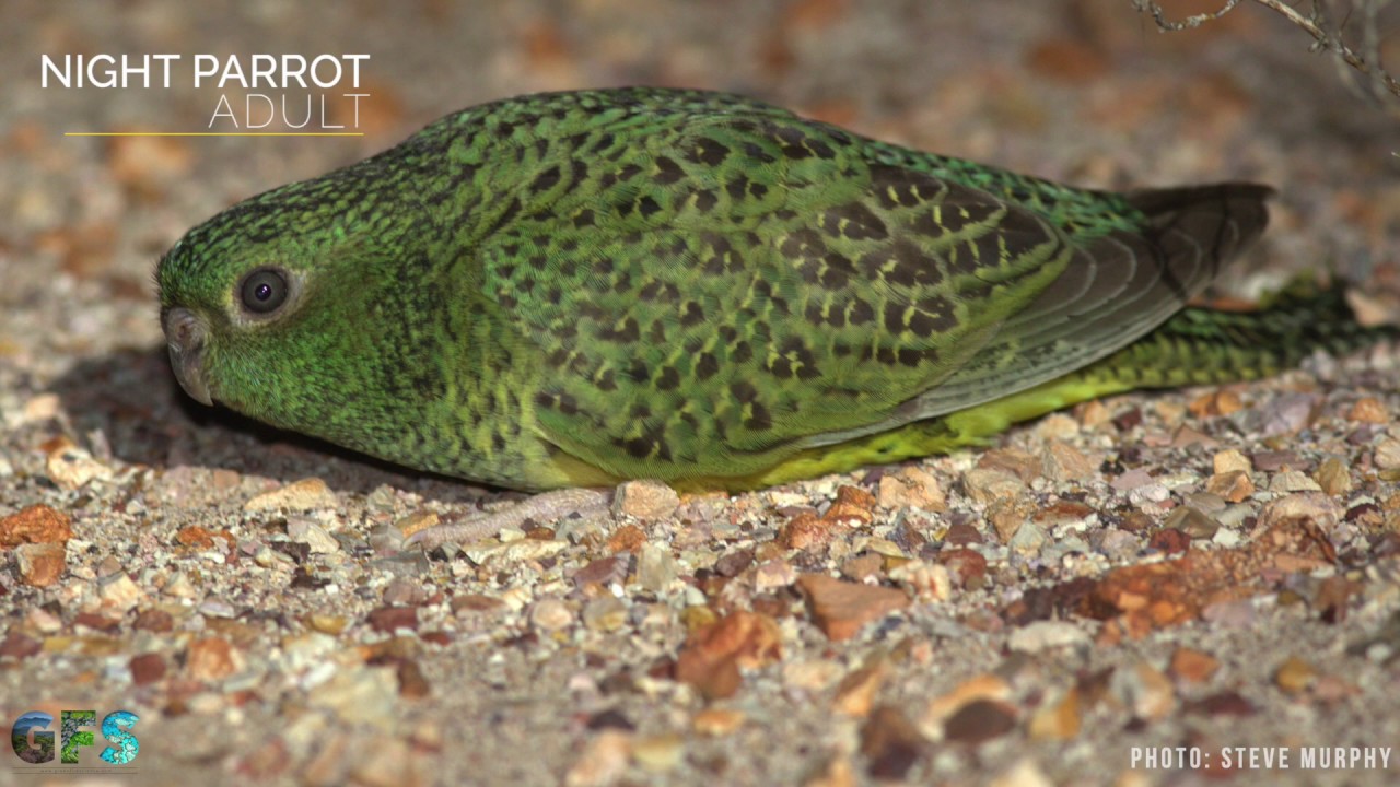 Looking for night parrots