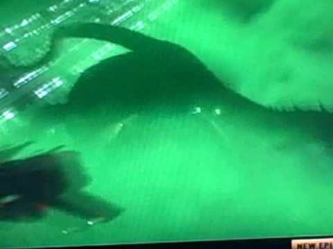 Zillo Beast's Death-Trinity ):