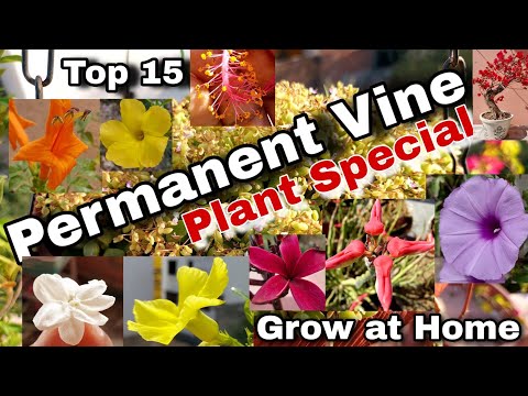 , title : 'Top 15 Permanent Vine / Creeper plants you can grow in Garden/Pot (Creeper Special)